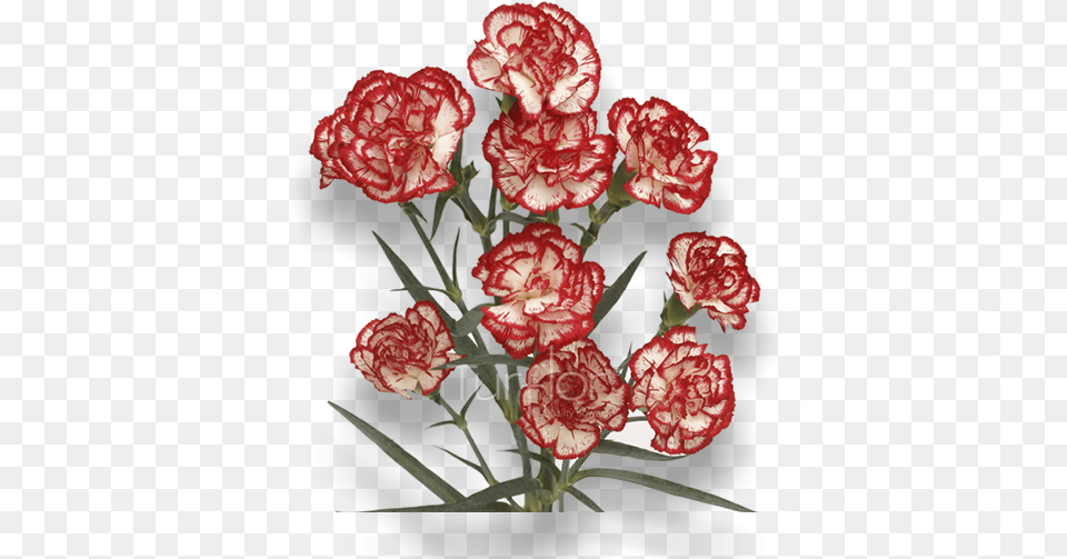 Red Carnation, Flower, Plant, Rose Free Transparent Png