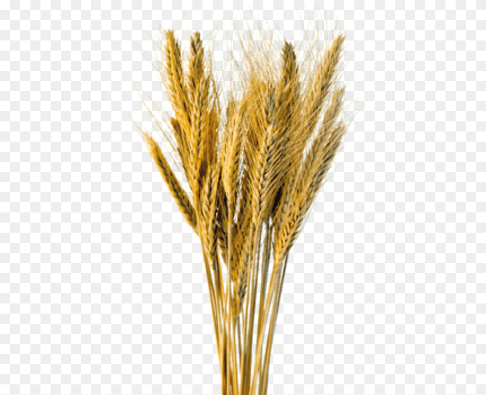 Wheat Plant, Food, Grain, Produce Free Transparent Png