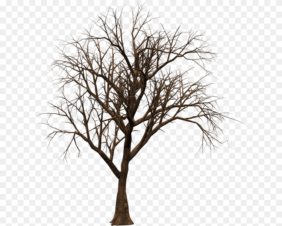 Dead Tree, Plant, Tree Trunk, Potted Plant, Wood Free Transparent Png