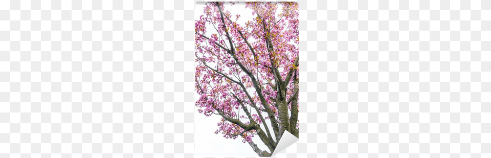 Cherry Blossom Tree, Flower, Plant, Cherry Blossom Png