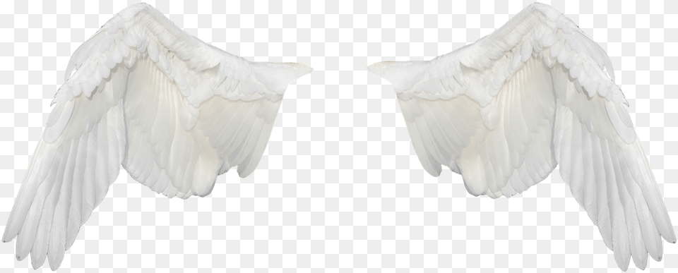 Fly, Animal, Bird, Flying, Pigeon Free Transparent Png