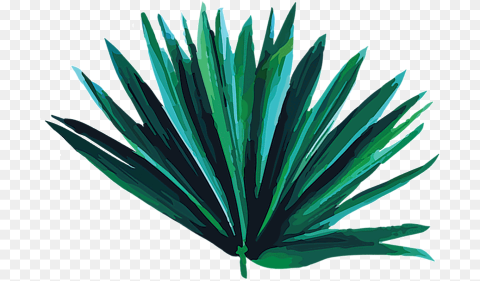 Summer, Agavaceae, Leaf, Plant Png Image