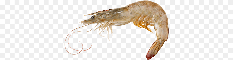 Shrimp, Animal, Food, Invertebrate, Sea Life Png Image