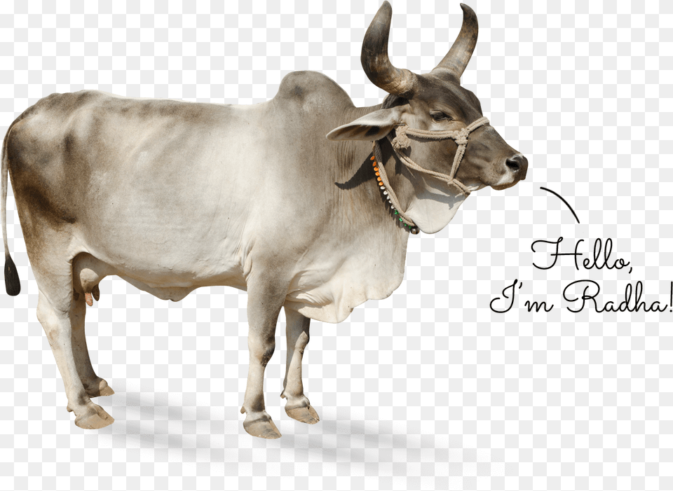 Indian Cow, Animal, Bull, Cattle, Livestock Png Image