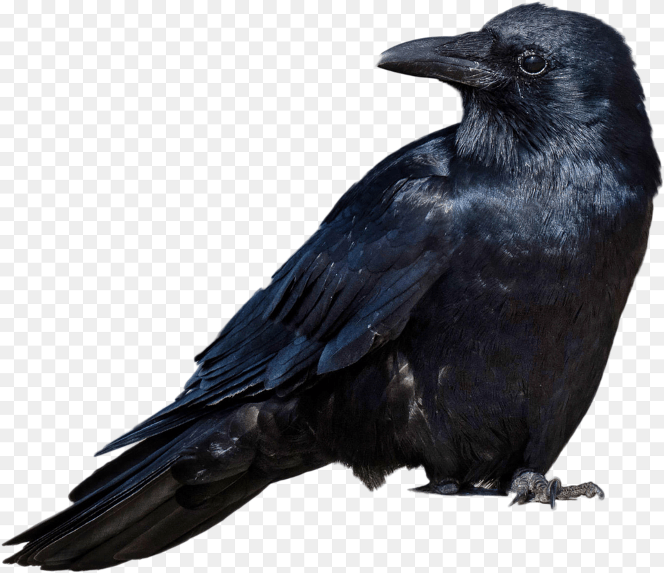 Black Crow, Animal, Bird, Blackbird Png Image