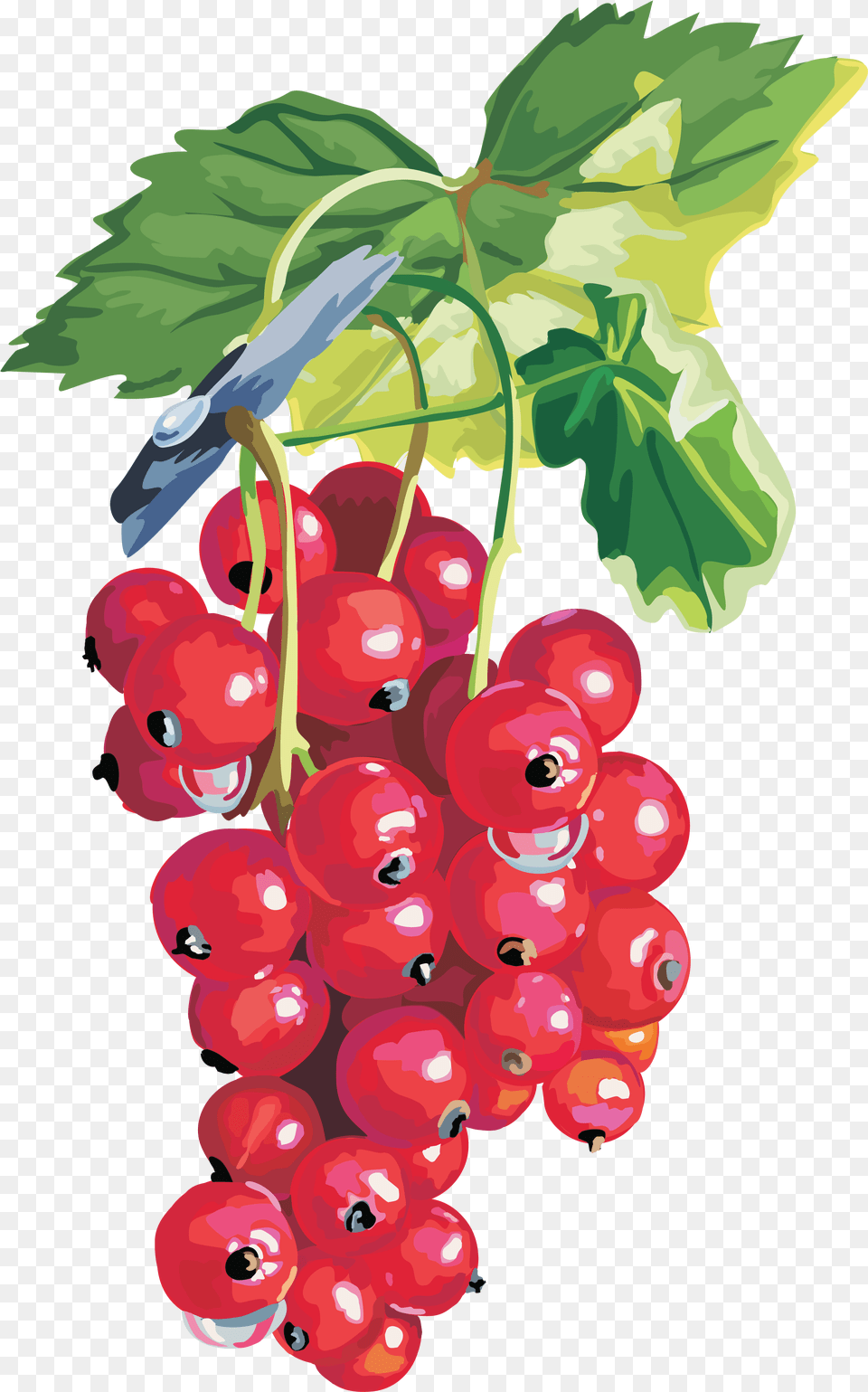 Berries, Cherry, Food, Fruit, Plant Free Transparent Png