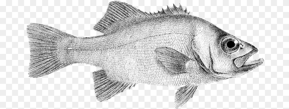 Tilapia, Animal, Fish, Sea Life, Perch Png Image