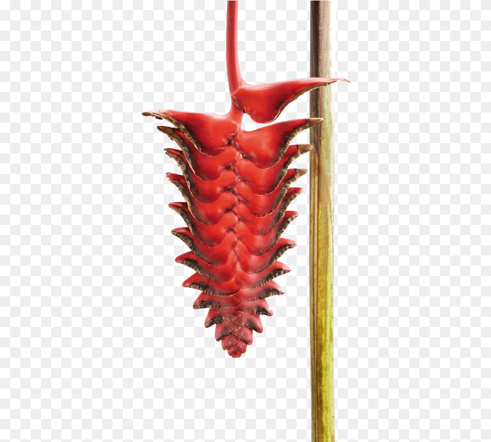 Heliconia, Flower, Plant, Pollen, Animal Free Png