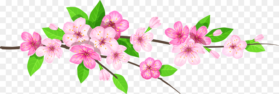 Branch, Flower, Plant, Geranium, Petal Png