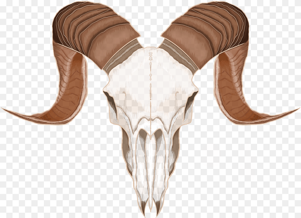 Animal Skull, Goat, Livestock, Mammal, Fish Free Transparent Png