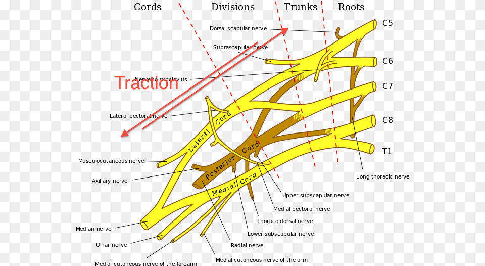 Injury, Bow, Weapon, Chart, Plot Png