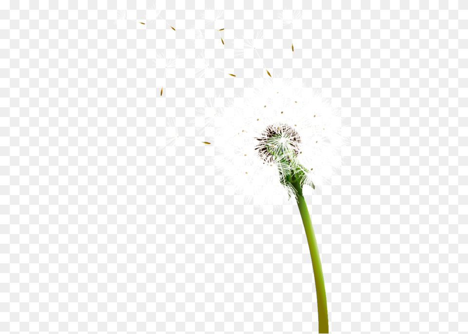 Blowing Dandelion, Flower, Plant Free Transparent Png