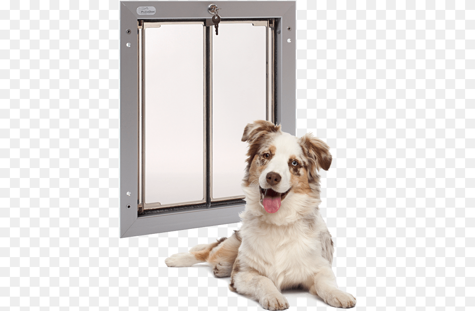 4k Letterbox Side Opening Cat Door, Animal, Canine, Dog, Mammal Png