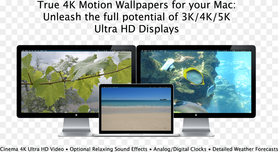 4k Resolution, Screen, Pc, Monitor, Hardware Png