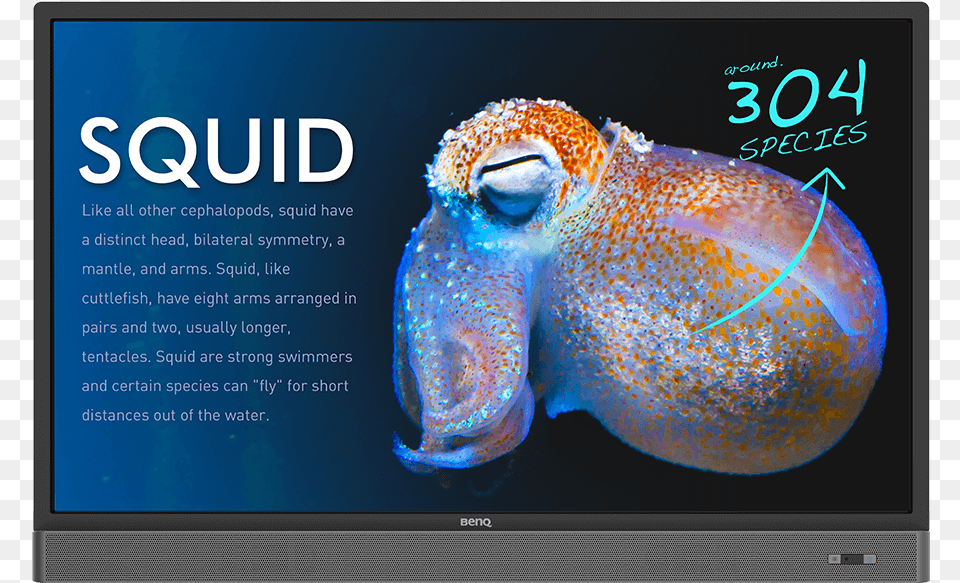 4k Uhd 55 Education Interactive Flat Panel Display Benq 55 Inch 4k, Animal, Sea Life, Fish, Screen Png