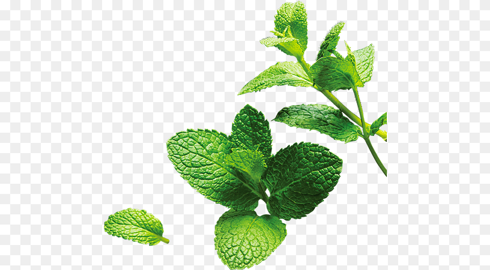 4oc Bio 16 Mt Strawberry, Herbs, Leaf, Mint, Plant Free Png