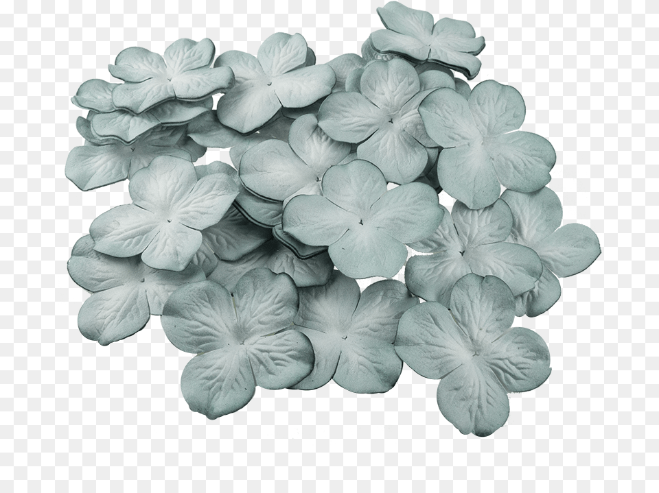 50 2 Artificial Flower, Geranium, Petal, Plant, Rose Free Png