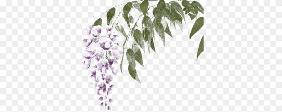 500 X Wisteria, Flower, Geranium, Plant, Acanthaceae Png Image