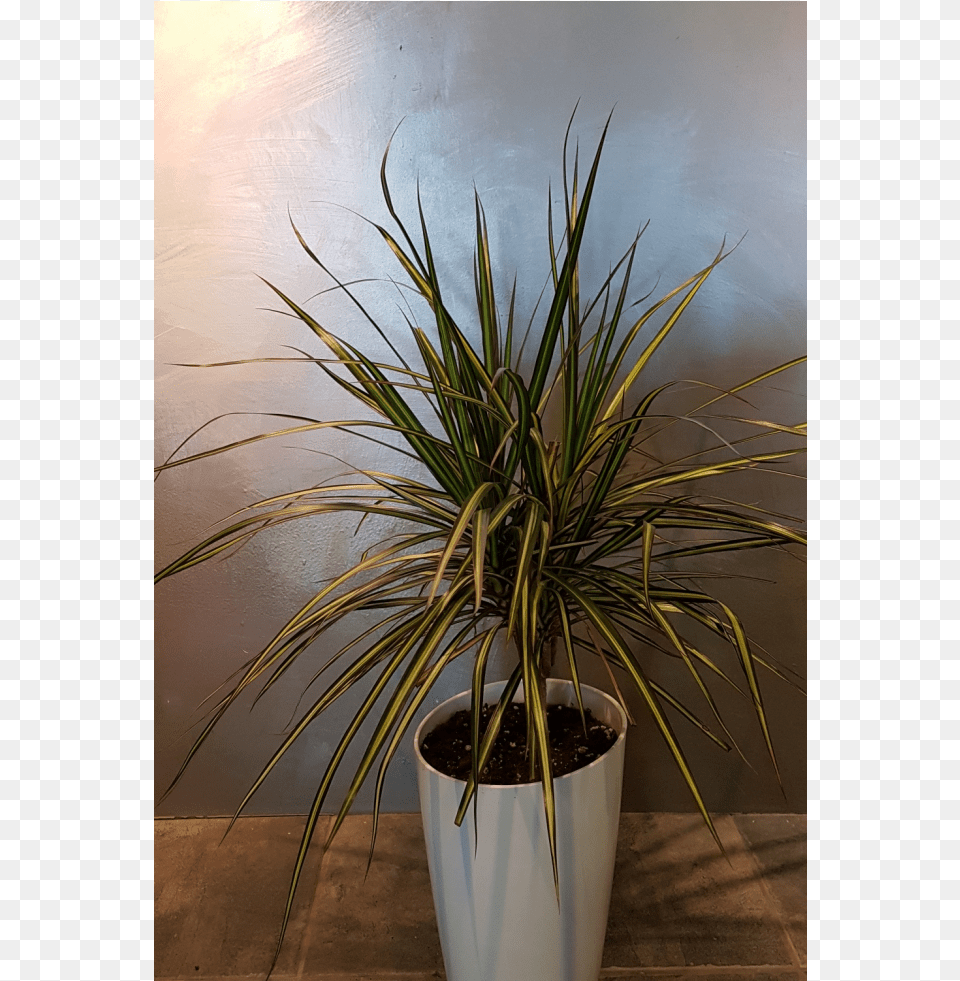 Yucca Plant, Potted Plant Png