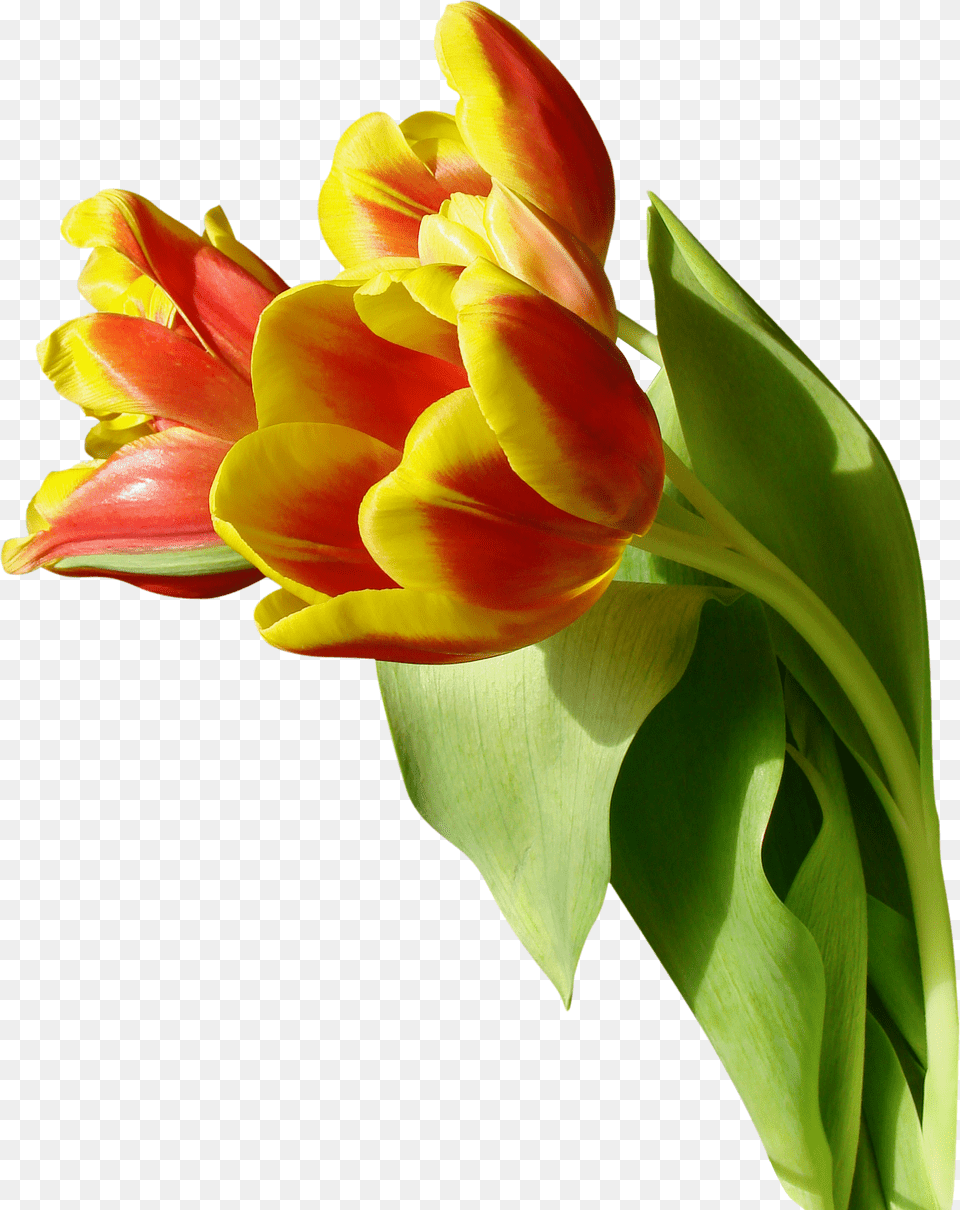 Tulips, Flower, Plant, Flower Arrangement, Flower Bouquet Free Png