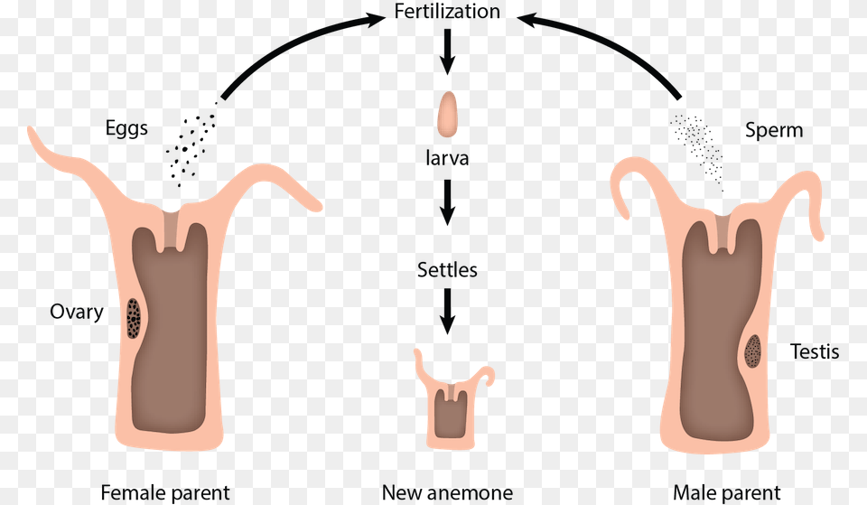 Larva, Body Part, Person, Torso, Back Png Image