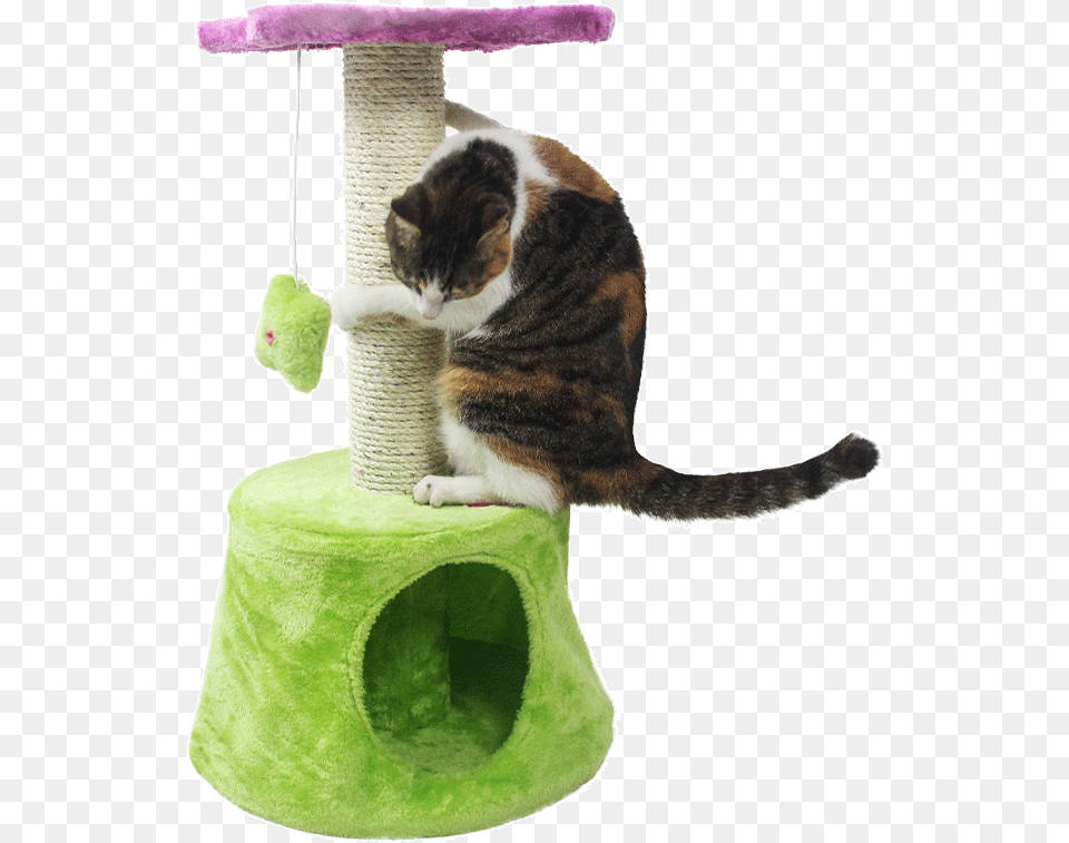 50cute Flower Cat Climbing Frame Cat Jumping Cat Domestic Short Haired Cat, Animal, Mammal, Manx, Pet Free Png