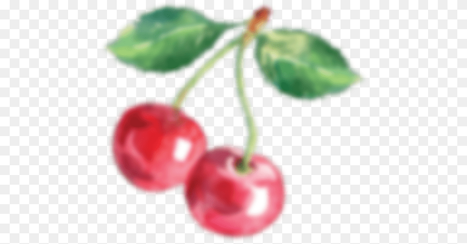 Cherries, Cherry, Food, Fruit, Plant Free Transparent Png