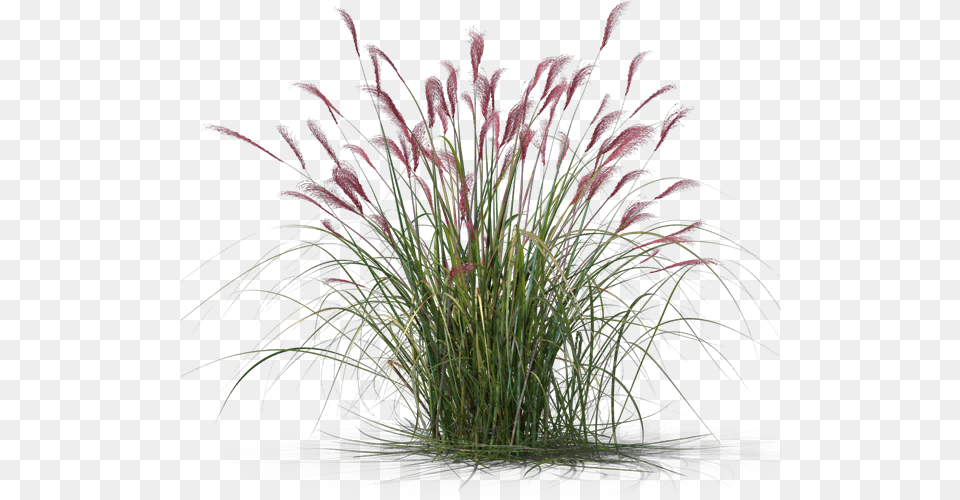 Fountain Grass, Plant, Reed, Vegetation, Flower Free Png Download