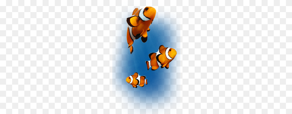 Clown Fish, Amphiprion, Animal, Sea Life Png