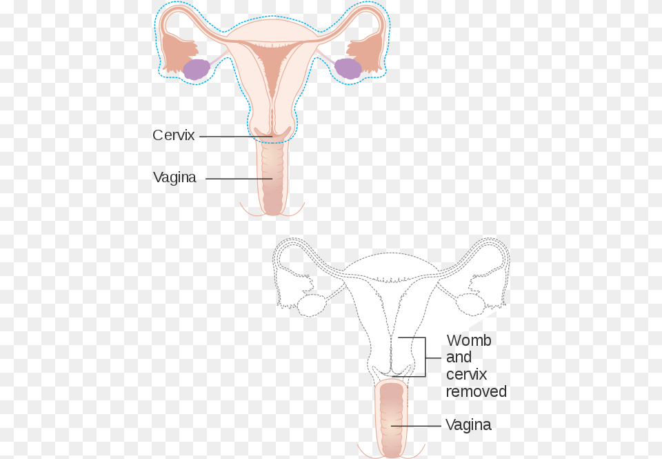 Vagina Free Transparent Png