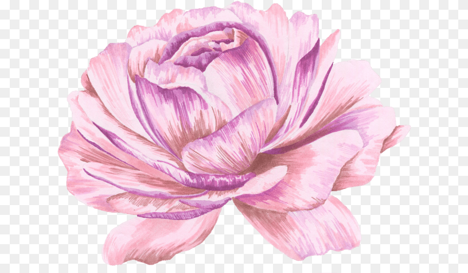 Pink Watercolor, Carnation, Dahlia, Flower, Plant Free Transparent Png
