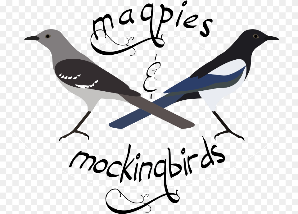 Mockingbird, Animal, Bird, Magpie Png