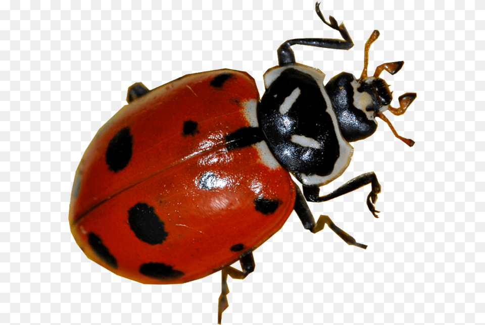 Lady Bug, Animal, Insect, Invertebrate, Bee Free Transparent Png