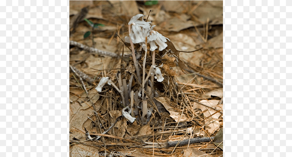 Mushroom Cloud, Flower, Plant, Agaric, Fungus Free Transparent Png