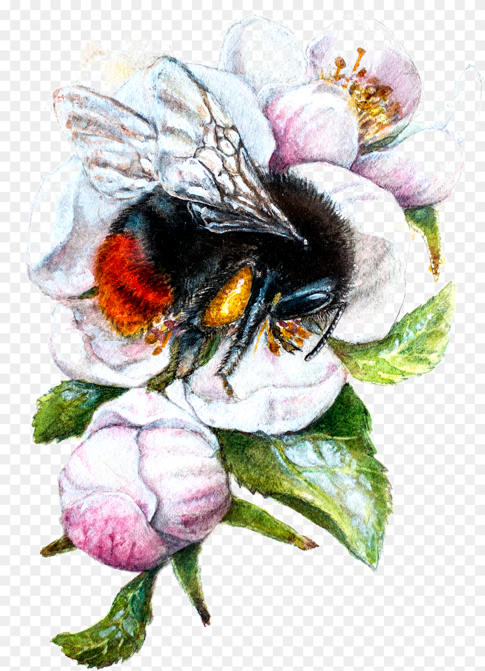 Bee, Animal, Apidae, Bumblebee, Insect Png