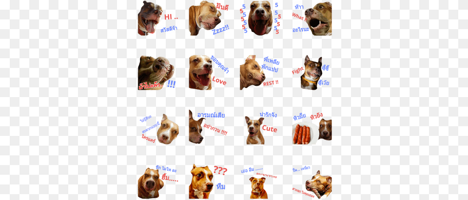 Pitbull, Animal, Canine, Dog, Pet Png