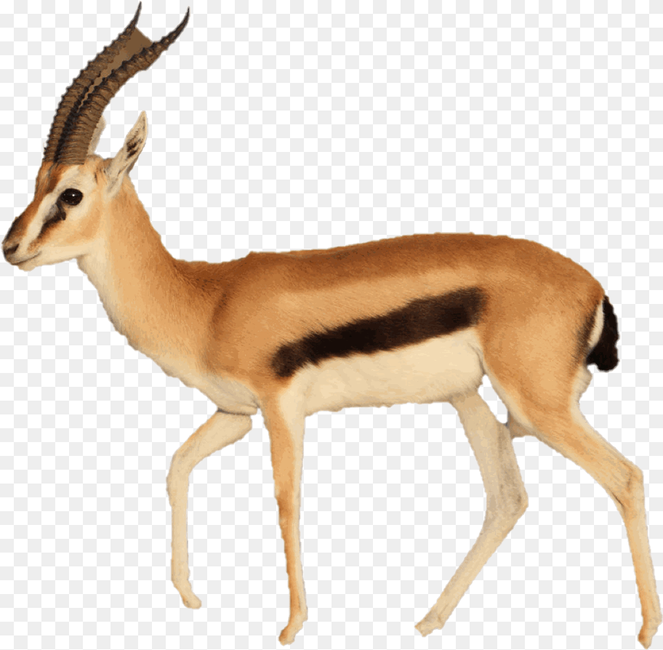 Kirino, Animal, Antelope, Gazelle, Mammal Free Png