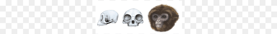 Gorilla Face, Animal, Mammal, Monkey, Wildlife Free Png Download