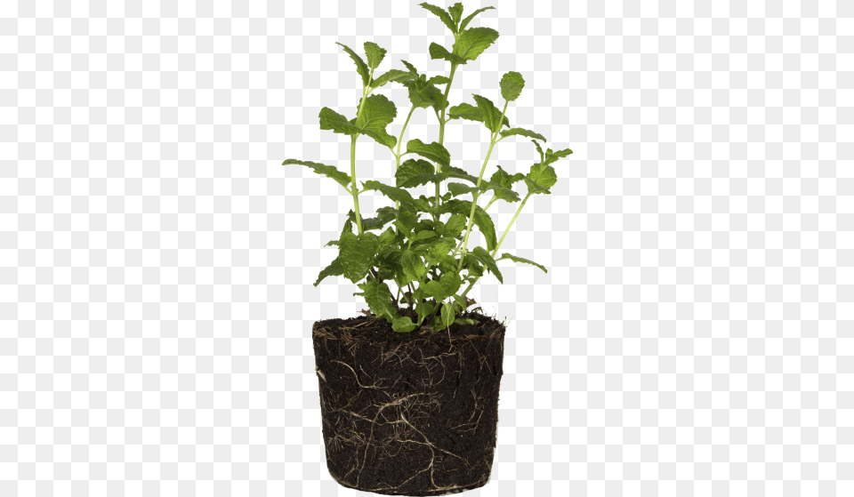 Tree Bush, Herbs, Mint, Plant, Soil Free Png Download