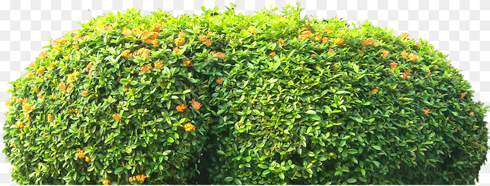 Groundcover, Plant, Vegetation, Fence, Hedge Png