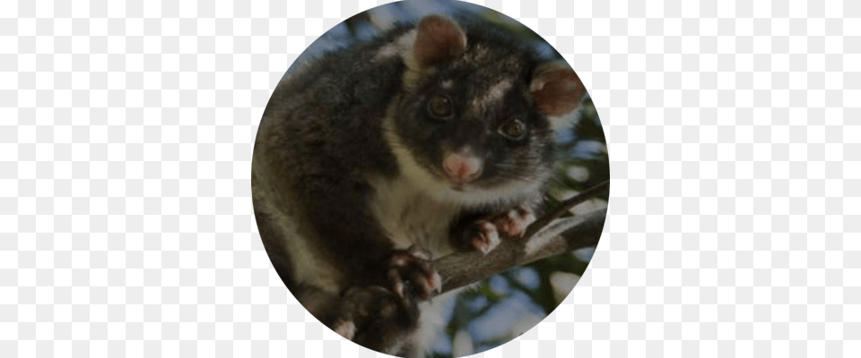 Possum, Animal, Mammal, Rat, Rodent Free Png Download