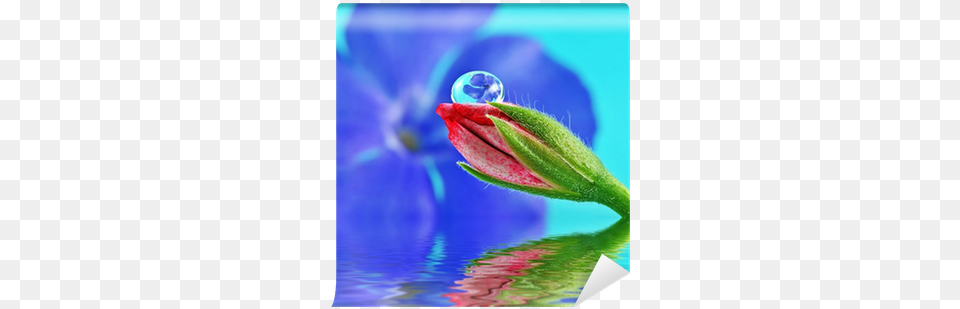 Water Droplets, Bud, Flower, Geranium, Plant Free Transparent Png