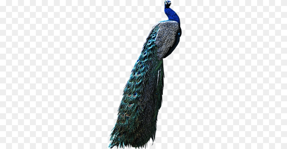 Peacock, Animal, Bird, Adult, Female Free Png