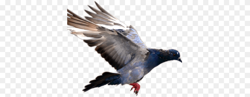 Pigeon, Animal, Bird, Dove Free Png Download