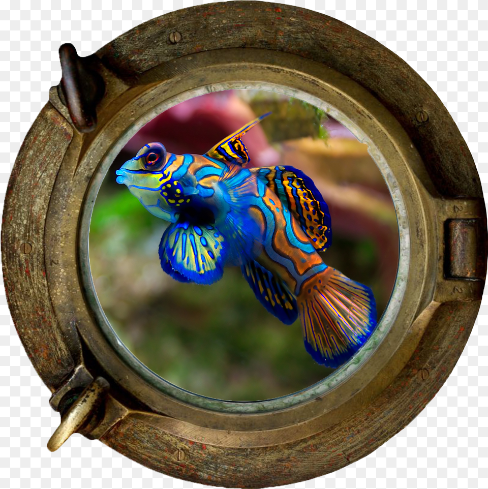 Puffer Fish, Window, Animal, Sea Life, Porthole Free Transparent Png
