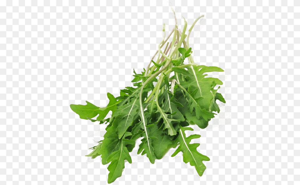 Arugula, Food, Leafy Green Vegetable, Plant, Produce Free Png