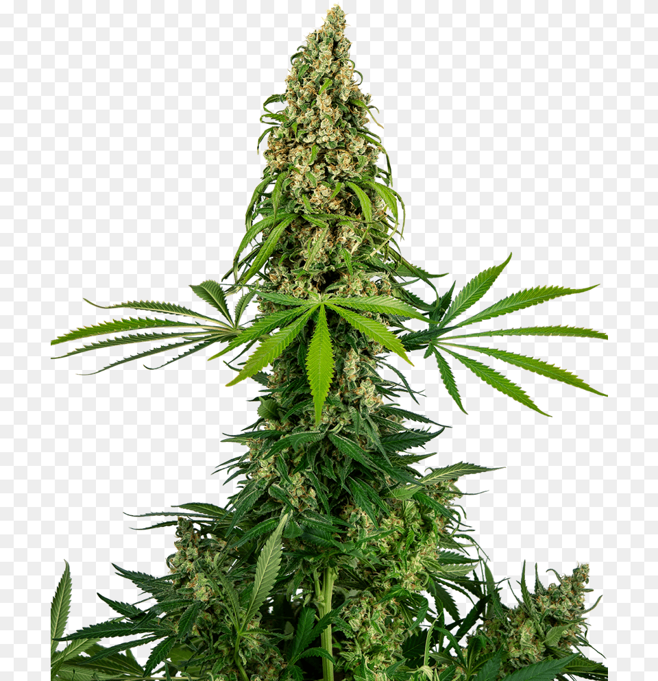 5kpl Seed, Hemp, Plant, Weed, Leaf Png