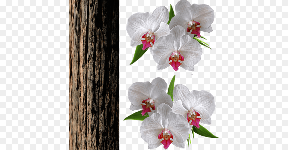 6 Zpsb7f2knp5 Fundo Orquidea, Flower, Orchid, Plant, Anemone Free Transparent Png
