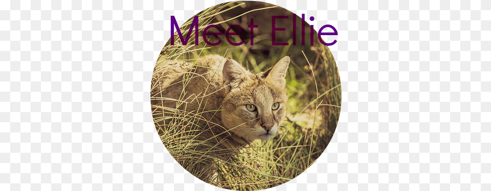 600px Jungle Cat Felis Chaus Cat, Photography, Abyssinian, Animal, Mammal Free Transparent Png