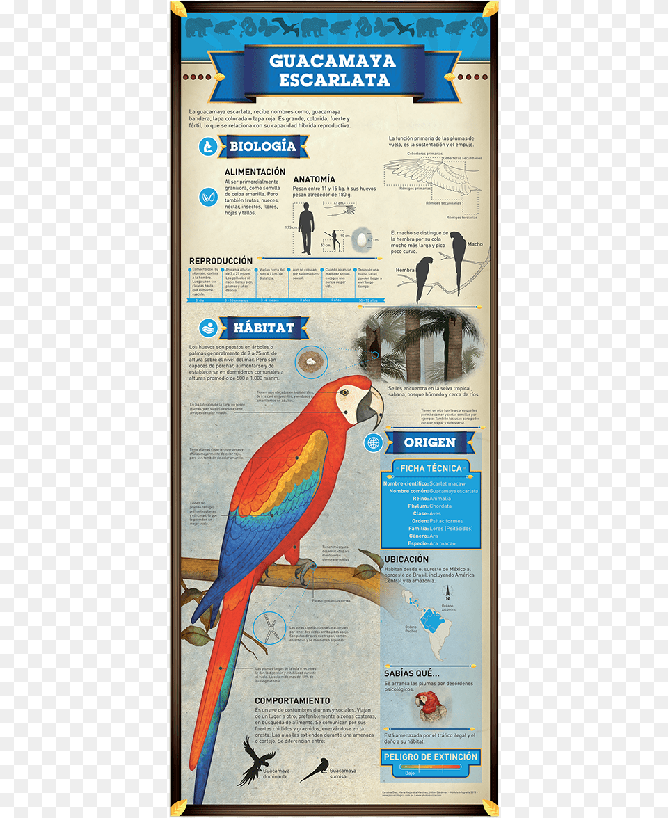 Guacamaya, Advertisement, Animal, Bird, Person Png